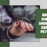 Are king snakes good pets?